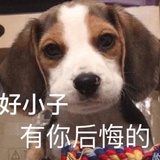»ू(͒ˑ•᷄͡ꇵ͒•᷅͒)ू