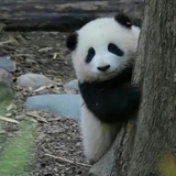 cp粉是最傻的