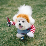 完犊子小可爱