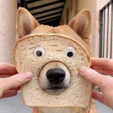 柴可吐司犬