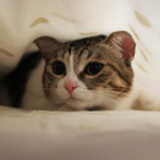 红线