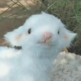 小羊（努力版
