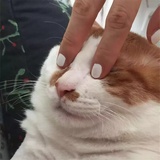 紫拉zo