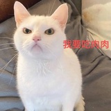 我爱高翻
