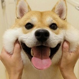 当归