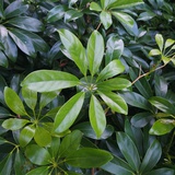 一口一个小面包