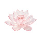 焦焦