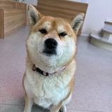 酒曲豆儿