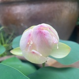 小橙子