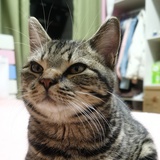 陈怼怼