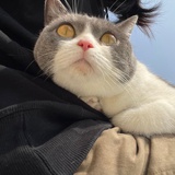 恬静的菠萝包