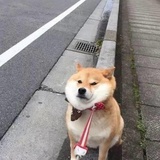 橘砸