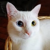 星星在我心