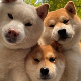暴打世界