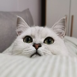 秦 鲤