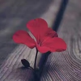 舒颜