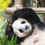 想要一个通过