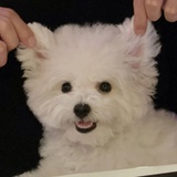 没头脑和超高兴