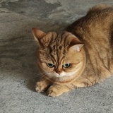 卡西莫多