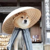 花生