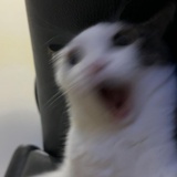 小念