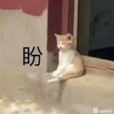 如花似玉小蝈蝈