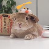 闹事的兔子