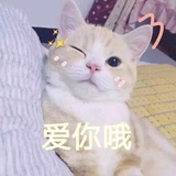 快乐的小喵咪