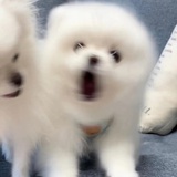 每日掉头波特