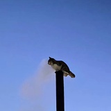 黄油猫