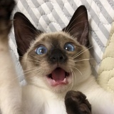 LEELei