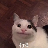 爱吸猫62813