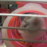 小葡萄