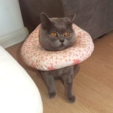 可爱的嘟嘟脸🐈
