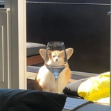 鱼鱼