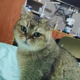 陆爻爻