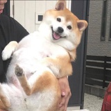 想飞的梦vv