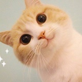 淡黄的长裙