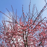 洛洛