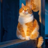 橘黄色的猫