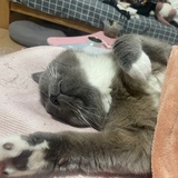 猫小姐