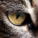 猫鱼萨马