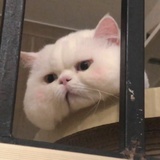 机智的脚指头