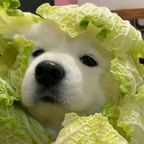 葡萄伏特加