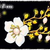 杏韵芳华