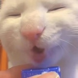 窜稀狗狗教徒