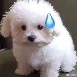 菜炒糊了换盘炒