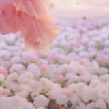 wind