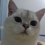 嘻嘻嘻