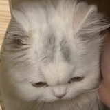 羊羊俱乐部